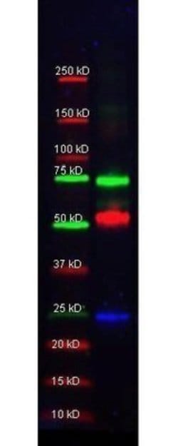 Donkey anti-Goat IgG (H+L) Secondary Antibody (Pre-adsorbed), Novus Biologicals